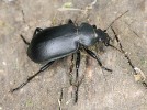 Vzácný́ obyvatel polí krajník  zlatotečný (Calosoma auropunctatum). Foto M. Škorpík