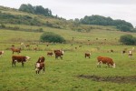  Pastvina s výskytem nápadného ko­profágního hnojníka Aphodius scrutator. Foto M. Škorpík