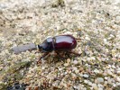 Nosorožík kapucínek (Oryctes nasicornis) obývá i staré stohy a komposty. Foto M. Škorpík