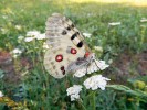 V České republice vyhynulý́ a znovu vysazený́ motýl – jasoň červenooký  (Parnassius apollo). Foto M. Škorpík