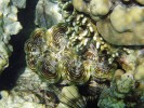 Zéva útesová (Tridacna crocea), jedinec zanořen do vápencového korálového podkladu. Tento druh dosahuje velikosti maximálně 15 cm a je tak nejmenším zástupcem zév. Thajsko. Foto N. Černohorská