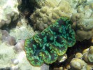 Zéva útesová (T. crocea), jedinec zanořen do vápencového korálového podkladu. Tento druh dosahuje velikosti maximálně 15 cm a je tak nejmenším zástupcem zév. Thajsko. Foto N. Černohorská