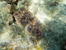 Zéva velká (Tridacna maxima) téměř celá zanořená do vápencového korálového podkladu. Ostrovy Lakadivy ležící severně od Malediv v Indickém oceánu. Foto N. Černohorská