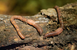 Žížala svítivá (Eisenia lucens), s délkou těla až 18 cm, je typickým  obyvatelem svrchních vrstev půd  a tlejícího dřeva v karpatských lesích. Foto V. Pižl