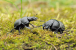 Chrobák révový (Lethrus apterus), o velikosti těla až 25 mm, hloubí v půdě rozsáhlé systémy chodeb, ve kterých pečuje o své potomstvo. Foto  V. Pižl