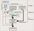 Typy metabolismu – způsoby získávání energie, elektronů a uhlíku pro tvorbu biomasy. Orig. autoři článku