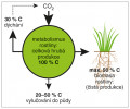 Bilance uhlíku v rostlině. Rostliny vytvářejí ve fotosyntéze asimilací CO2 velké množství organických látek.  Částečně je spotřebují dýcháním a uhlík se dostává do ovzduší ve formě CO2,  částečně proudí do kořenů a jsou uvolňovány do půdy jako kořenové exsudáty. Zbytek, což bývá kolem 50 % z celkového organického C, připadá na biomasu  rostliny (kořeny, stonky, listy, plody atd.). Bilanci uhlíku v rostlinách si můžeme  snadno představit na příkladu pšenice.  Uvažujeme-li o hektarovém výnosu 6,0 tun zrna a 3,5 tuny slámy, další 1,5 tun biomasy připadá na kořeny.  Čistá primární produkce je tedy  6 + 3,5 + 1,5 = 11 tun organických látek.ha−1. Podobné množství se ještě  za života rostlin prodýchalo (ca 5 t.ha−1) a uvolnilo do půdy jako kořenové  exsudáty a buňky z kořenů (dalších 5–6 t.ha−1).