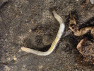 Roupice (zde Fridericia hegemon) – drobní kroužkovití červi, jejichž bezbarvé, bělavé až nažloutlé tělo dosahuje délky 1–50 mm, na průměru do 2 mm.  Foto J. Schlaghamerský