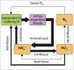 Hlavní procesy přeměn dusíku v su­chozemském ekosystému. Mineralizace organických dusíkatých látek se také označuje termínem amonifikace, protože hlavním produktem mineralizačních reakcí je amonná forma dusíku. Síla čar přibližně znázorňuje velikost přenosů N. Upraveno podle: T. H. Blackburn (1983)