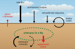 Cyklus vápníku a hořčíku zahrnuje především zvětrávání minerálů a dále erozi a vyplavování z půdy. V zemědělských a některých lesních půdách je významným vstupem vápnění,  popřípadě hnojení průmyslovými hnojivy s obsahem vápníku. Menší význam mají atmosférické depozice. Ve srovnání s cykly dusíku nebo síry, které zahrnují množství biologických transformací,  je cyklus vápníku i hořčíku jednoduchý. Orig. M. Šimek