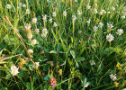 Jetel plazivý (Trifolium repens) je jednou z nejvýznamnějších jetelovin. Díky symbiotické fixaci vzdušného N2  se do porostů s jetelovinami dostává  velké množství dusíku, který postupně využívají i jiné rostliny a půdní  mikroorganismy. Foto M. Šimek