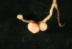 Hlízky na kořeni jetele plazivého mají velikost 1–2 mm a na kořenech  jedné rostliny jich mohou být stovky. Foto J. Tůma