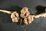 Na kořenech lupiny mnoholisté (Lupinus polyphyllus) bývají desítky  hlízek a jejich shluků o velikosti  až 8 mm. Foto J. Tůma