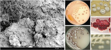 Půdní aktinobakterie. Síť mikroskopických vláken aktinomycet v jejich  přirozeném půdním prostředí zachycená elektronovou mikroskopií (černobílý  snímek). Makroskopické kolonie aktinobakterií izolovaných z půdy na živná média (barevné snímky). Zobrazené  kultury aktinobakterií jsou součástí  Sbírky půdních aktinomycet BCCO  (Biology Centre Collection of Organisms; www.actinomycetes.cz) a Sbírky  půdních bakterií BCCO (www.soilbacteria.cz) spravovaných Ústavem půdní  biologie Biologického centra  Akademie věd ČR v Českých Budějovicích. Foto: V. Krištůfek a J. Němec, archiv BC AV ČR