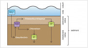Přeměna síry v oxické (za přístupu kyslíku) a anoxické vrstvě sedimentu. Schéma není v jednotném měřítku,  oxická vrstva sedimentů na hranici s vodou bývá převážně tenká. Síru oxidují bakterie rodů Thiobacillus (aerobně, v oxické části systému) i Chlorobium (anaerobně při fotosyntéze, kdy sirovodík, H2S, poskytuje elektrony k redukci CO2; viz obr. 1). Bakterie rodu Desulfovibrio využívají rozpuštěný organický uhlík, redukují sulfáty a produkují H2S. Upraveno podle: M. Coyne (1999)