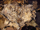 Myceliální provazce saprotrofní houby rozkládající opad dubu letního (Quercus robur). Houby jsou nejefektivnějšími rozkladači odumřelé rostlinné biomasy včetně nejodolnějších  organických látek. Foto P. Baldrian