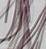 Příklady zástupců různých morfotypů a skupin cyanobakterií  (sinic) vyskytujících se v půdě. Typ jednoduchý  vláknitý – Phormidium sp. (Oscillatoriales). Foto A. Lukešová