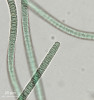 Příklady zástupců různých morfotypů a skupin cyanobakterií  (sinic) vyskytujících se v půdě.  Typ jednoduchý  vláknitý – Phormidesmis sp. (Synechococ­cales). Foto A. Lukešová