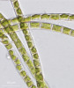 Příklady stélek zelených  půdních řas. Vláknitá Klebsormidium flaccidum. Foto A. Lukešová 