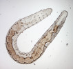 Roupice Buchholzia appendiculata upřednostňuje organické vrstvy půdy;  rozmnožuje se pohlavně i fragmentací (architomií). Juvenilní jedinec s tělem  dlouhým asi 4 mm (v dospělosti dorůstají až 12 mm). Foto J. Schlaghamerský