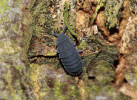 Chvostoskok Tetrodontophora bielanensis. České jméno larvěnka obrovská dobře vystihuje skutečnost, že s délkou až 10 mm patří k největším chvostoskokům na světě. Žije na povrchu půdy v opadu, za vlhkého počasí vylézá  na kameny, bylinnou vegetaci a kmeny stromů a neumí skákat. Foto F. Trnka