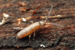 Chvostoskok Tomocerus minor žije saprofágně v opadu, svrchní organické vrstvě půdy. Délku těla má do 4,5 mm.  Foto P. Krásenský
