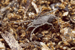 Plošík Trogulus sp. Tento rod je z evropských sekáčů (Opiliones) snad nejvíce přizpůsoben životu v povrchové vrstvě půdy; maskuje se částicemi půdy  nebo detritu přichycenými na těle,  loví plže. Délka těla zhruba 8 mm. Foto P. Krásenský