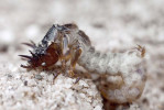 Zdánlivě bizarní stavba těla larvy svižníka polního (Cicindela campestris) umožňuje zakotvení těla ve vertikální chodbě v půdě a uzavření ústí chodby plochou hlavou a štítem, které také slouží jako „lopatka“ při hrabání. Přiblíží-li se vhodná kořist, vymrští larva hlavu  (často v záklonu), popadne kořist kusadly a zatáhne do chodby. Délka těla asi 15 mm. Foto P. Krásenský