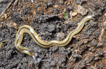 Dravá terestrická ploštěnka rodu Bipalium (Platyhelminthes: Geoplanidae) z Japonska. Délka těla 6 cm. Foto J. Schlaghamerský