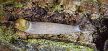 Sklovatka rudá (Daudebardia rufa) je dravý plž se zakrnělou ulitou, který loví žížaly, malé plže i členovce.  Délka těla 16–20 mm. Foto M. Horsák