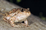 Blatnice skvrnitá (Pelobates fuscus) vyhrabává v lehkých půdách nory  do hloubky až 1 m, k čemuž jí slouží  velké patní mozoly s ostrou hranou.  Délka těla 4–8 cm. Foto V. Pižl