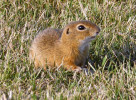 Sysel obecný (Spermophilus citellus) je jedním ze zástupců pozemních veverkovitých hlodavců. Žije na stanovištích s krátkostébelnou vegetací,  kde si zakládá systém podzemních  chodeb a komůrek, čímž ovlivňuje  půdní prostředí. Délka těla až 30 cm.  Foto J. Schlaghamerský