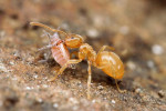 Mravenec žlutý (Lasius flavus) přenášející mšici. Je to převážně podzemní druh mravence travinných biotopů, jehož význam v půdě se zakládá hlavně na bioturbaci (převracení půdy) a trofo­bióze s mšicemi sajícími na koříncích. S délkou těla 2–4 mm a příslušně menší šířkou náleží spíše do mezofauny, ačkoli bývají mravenci jako skupina obvykle řazeni k makrofauně. Foto P. Krásenský