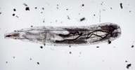Larva blíže neurčeného druhu  krátkorohých dvoukřídlých (Diptera: Brachycera) z půdy. U larev této skupiny jsou nohy a hlavová kapsule redukovány, tvrdé struktury vyztužují jen ústní ústrojí. Délka asi 4 mm. Foto J. Schlaghamerský