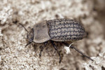 Potemník písečný (Opatrum sabulosum, Tenebrionidae), jeden z nejhojnějších potemníků střední Evropy. Stavbou těla a způsobem života je adaptován na podmínky suchých písčitých půd. Larvy žerou v půdě živá i mrtvá pletiva rostlin.  Délka těla až 10 mm. Foto P. Krásenský