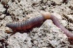 Anektická neboli hlubinná žížala Dendrobaena platyura (Lumbricidae)  žije v hlubokých svislých chodbách  v hlubších, středně vlhkých až vlhkých hlinitých půdách. Délka těla 6,5 až 17 cm. Foto V. Pižl