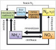 Koloběh dusíku. Primárním zdrojem dusíku pro všechny živé organismy je atmosférický dusík transformovaný  při tzv. biologické fixaci molekulárního dusíku. Schopnost fixovat N2 má však jen omezená skupina mikroorganismů. Většina využívá jiné minerální formy,  ale také aminokyseliny a další organické dusíkaté sloučeniny. Za nejvýznamnější formu dusíkaté živiny pro organismy v půdě je považována amonná forma NH4+, jejímž hlavním zdrojem je mineralizace organických látek. Část NH4+  spotřebují rostliny a část je asimilována při tvorbě biomasy půdních organismů.  Při nízkém obsahu dusíku v organické hmotě je vznikající NH4+ spotřebováván a převládá jeho asimilace. Při rozkladu organické hmoty bohaté na dusík (biomasa s nízkým poměrem C : N) vzniká relativně mnoho NH4+ a většina se uvolňuje do půdního roztoku. Velký podíl NH4+  je kromě asimilace spotřebováván v půdě procesem nitrifikace, která slouží k zisku energie – probíhá chemolitotrofní oxidace NH4+ na NO2- a posléze na NO3-.  Vznikající dusičnanová forma je využita jako živina nebo redukována; redukčních procesů existuje více, ale v půdě je asi nejrozšířenější denitrifikace, kterou vzniká N2 uvolňovaný do atmosféry. Tím se cyklus dusíku v prostředí uzavírá. Tloušťka šipek odpovídá množství dusíku přenášeného mezi jednotlivými formami.