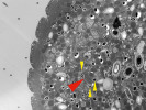 Jak je vidět v transmisním elektronovém mikroskopu (TEM), vyskytují se mikroorganismy z domény Archea (černé objekty zvýrazněné žlutými šipkami) jako endosymbionti uvnitř buňky nálevníka Nyctotherus velox, kde se shlukují kolem hydrogenozomu (šedavý objekt velký asi 1 μm, červená šipka). Zde se odehrává hlavní část anaerobního energetického metabolismu, jenž umožňuje nálevníkovi žít v anaerobním prostředí střeva