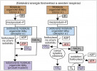 Při obou typech metabolismu organických látek – fermentaci (kvašení, vlevo) a aerobní respiraci (vpravo) – je produkováno ATP a uvolňuje se CO2. Hlavní rozdíl spočívá v tom, že při fermentaci je velká část uhlíku původního substrátu uvolněna mimo buňku ve formě redukovaných organických sloučenin (různých podle druhu fermentace) a není tedy zdrojem energie. Zisk energie fermentací je proto podstatně nižší než respirací. Fermentační produkty však mohou být ve specifických situacích žádané a na analogických metabolických přeměnách jsou založeny mnohé biotechnologie  (fermentační výroba etanolu ve vinařství a pivovarnictví, fermentace cukrů na kyselinu mléčnou v mlékárenství a výrobě kvašené zeleniny atd.). Při aerobní respiraci je jediným uhlíkatým produktem CO2, zato je množství získané energie na jednotku substrátu mnohonásobně vyšší než při fermentaci. Upraveno  podle: S. Rosypal a kol. (2003)