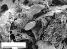 Detail povrchové struktury části pelety – exkrementu mnohonožky. Dobře patrné jsou hrubé úlomky nestrávených rostlinných pletiv a jemná síť vláken mikroskopických hub. Uprostřed schránka krytenky (světlý ovál). Ačkoli je peleta makroskopicky relativně homogenní,  ve skutečnosti, jak ukazuje tento detail, má značně složitou strukturu. Snímek ze skenovacího elektronového mikroskopu. Foto K. Tajovský