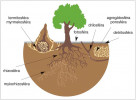 Biologicky významné sféry  (funkční domény; blíže popsány v textu) v půdě představují hlavní systémy  aktivity a regulace, v nichž probíhá  vstup organických látek do půdy  a rozklad organické hmoty. Mají tři  obecné komponenty: zdroje (opad,  půdní organická hmota atd.), rozkladače  (mikroorganismy, enzymy) a regulátory (makroorganismy, zajišťující mimo jiné vytváření sfér a míchání a transport materiálů). Hranice mezi sférami  nejsou ostré a někdy je ani nelze určit.  Upraveno podle: P. Lavelle  a A. V. Spain (2001)