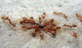 Tropičtí mravenci Oecophylla smaragdina (m. krejčík) hodující na uhynulém hmyzu. Tito mravenci jsou nejen  výkonnými mrchožrouty, ale živí se  i býložravým hmyzem. Jsou tak vítanými hosty na plantážích, kde redukují počty  škůdců plodin. Foto J. Tůma