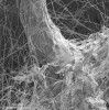 Aktinobakterie vytvářejí hustou síť vláken oplétajících kořen rostliny. Z kořene vyrůstá jemný kořínek o tloušťce asi 100 μm (0,1 mm), součást  kořenového vlášení. Foto V. Krištůfek, skenovací elektronová mikroskopie
