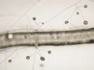 Mykorhizní houby žijí ve velmi  těsném spojení s rotlinami, z čehož mají prospěch obě strany. Kořínek mrkve s myceliem a sporami arbuskulárně mykorhizní houby Rhizophagus irregularis. Foto M. Janoušková