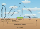 Propojení cyklu uhlíku v půdě s atmosférou prostřednictvím CO2.  Primární autotrofní producenti (zde rostliny) poutají CO2 fotosyntézou ve své biomase. Po mnoha transformacích se uhlík vrací do atmosféry, z velké většiny ve formě CO2, ale i ve formě CH4  coby výsledek rozkladu organické hmoty za nedostatku kyslíku. Velká část přeměny probíhá v půdě a sedimentech.  Upraveno podle: J. D. Van Elsas a kol. (2006), viz H.-P. Blume a kol. (2016)