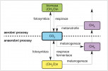 Schéma přenosu uhlíku mezi atmosférou a biomasou. Ve formě CO2 je vázán ve fotosyntéze do organických sloučenin biomasy, odkud se respirací posléze uvolňuje. Metanogenezí může být CO2 přeměněn na metan, který  buď uniká do atmosféry, nebo je zpětně  oxidován metanotrofií na CO2.  Metan vzniká i při anaerobním rozkladu  organických látek. 