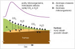 Postup rozkladu biomasy. Jestliže se do půdy dostane větší množství rostlinné biomasy, mikroorganismy ji rychle osídlí a rozkládají. Tato fáze je doprovázena nárůstem počtu i biomasy mikroorganismů a indikuje ji tvorba a uvolňování značného množství CO2. Po vyčerpání dobře dostupné „potravy“, tedy snadněji rozložitelných organických látek, začne množství i biomasa mikroorganismů  klesat. Látky z jejich odumírajících buněk jsou ihned využívány jinými  mikroorganismy a tyto procesy opět doprovází uvolňování CO2 a dalších metabolitů. S tím, jak se množství rozložitelné organické hmoty v systému  snižuje, klesá i aktivita mikroorganismů,  až se vrátí na úroveň blízkou před vnesením organické látky (biomasy) do půdy. Malá část uhlíku původní rostlinné  biomasy může být vázána v biomase mikroorganismů a určitá část byla  přeměněna na organické látky relativně odolné rozkladu (humus). Upraveno podle: N. C. Brady a R. R. Weil (2014)