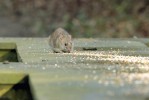 Hlodavci rodu Rattus, tedy krysy a potkani, patří mezi nejškodlivější invazní obratlovce na celé planetě a páchají nesmírné škody na populacích původních druhů prostřednictvím predace, kompetice nebo herbivorie. Foto T. Blackburn
