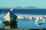 Hned po člověku jsou největšími  konzumenty gudejí volavky bílé  (Egretta alba) a pelikáni severoameričtí (Pelecanus erythrorhynchos),  Lago de Chapala. Foto R. Slaboch 