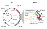 Stavba komorového oka obratlovců a jeho sítnice. Různé typy nervových buněk: horizontální, bipolární, gangliové a amakrinní buňky, a fotoreceptorové buňky – tyčinky a čípky. Orig. Z. Konvičková a Z. Musilová